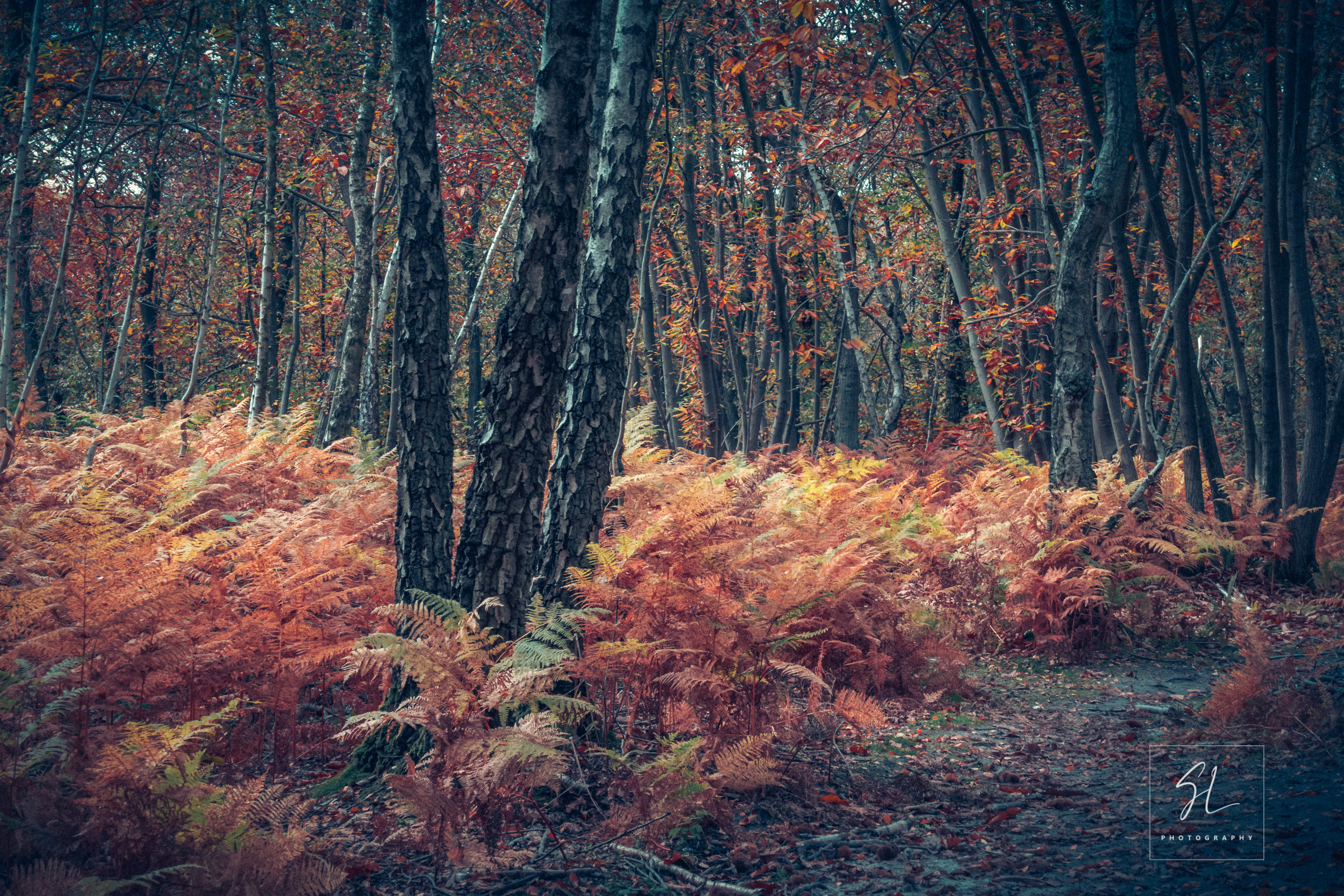 Autumn Ferns_2015_P1020388